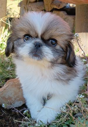 Miniature Pekingese female puppy