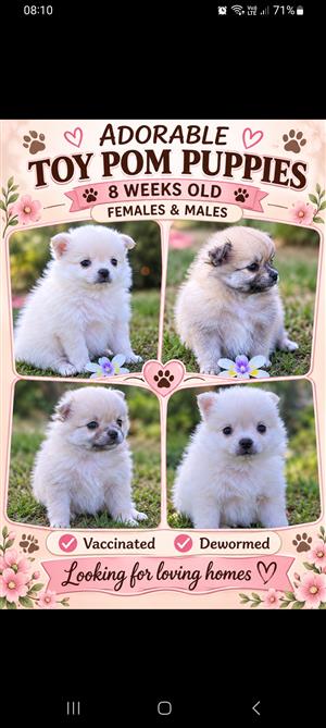  Toypom puppies