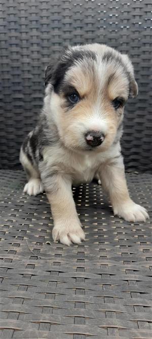 Australian shepherd x husky