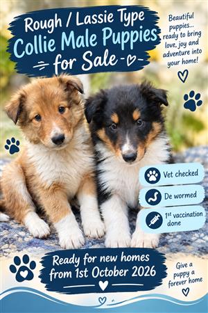 Rough / Lassie type collie puppies 