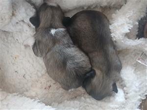 Picanese puppies for sale 