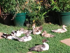Muscovy ducklings 