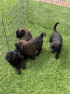 Dutch shepherd puppies available. 