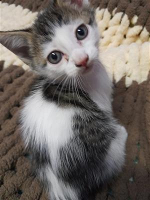 Kitten looking for a forever home