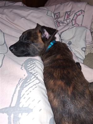 Malinois crossed with Dutch Shepherd puppies 