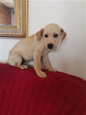 Lovely Labrador male puppy 