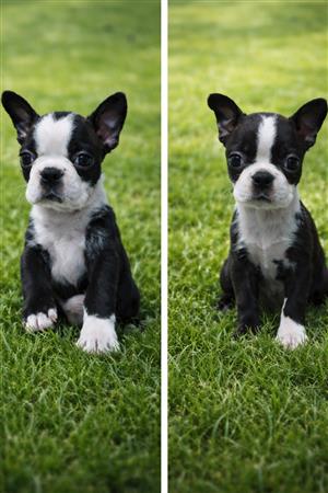 Boston Terrier Puppies