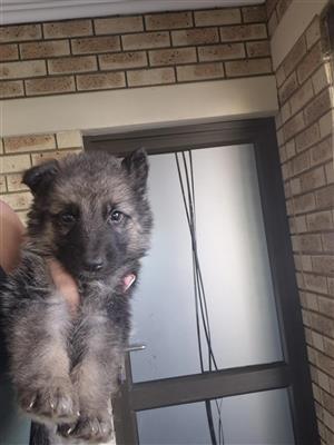 German shepherd puppies
