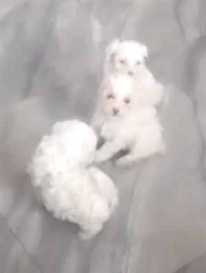 Female Morkie puppies available 