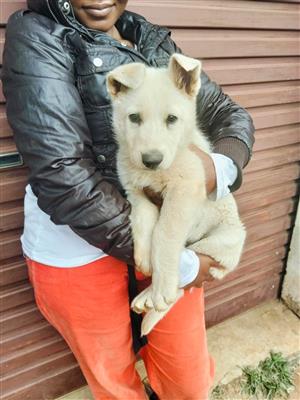 Swiss Shepard Puppy