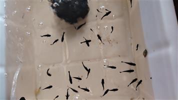 GUPPY'S AND MOLLIES FOR SALE BRAKPAN   