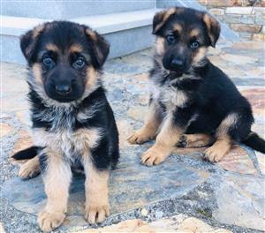 Gorgeous and adorable German shepherd puppies for sale