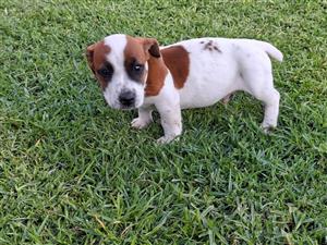 Jack Russel puppies for sale