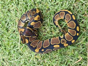 Normal ball pythons