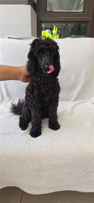 Gorgeous French poodle miniature Girl available 