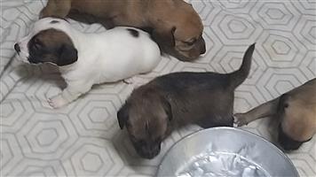 Short legged dachshund cross jack Russell puppies for sale
