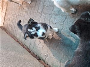 Pure husky,  2 months old  dewormed .