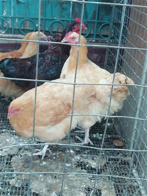 Buff Orpington Baby Chicks For Sale - Poultry For Sale