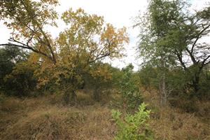 Vacant Land in MODITLO NATURE RESERVE