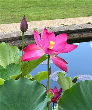 Sacred lotus water lilly