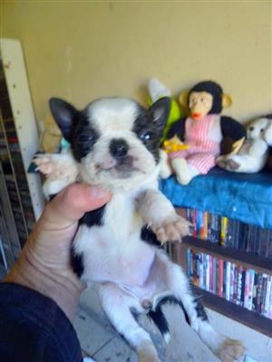 I have 4 males Boston terriers for sale. They are 6 weeks old 