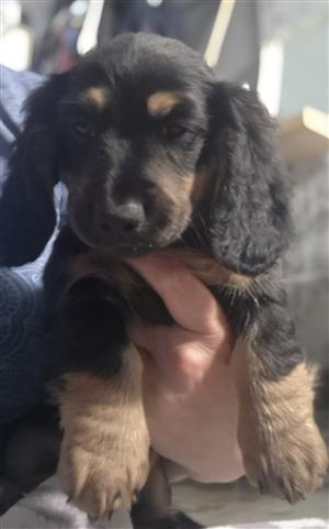 Longhair Dachshund puppies