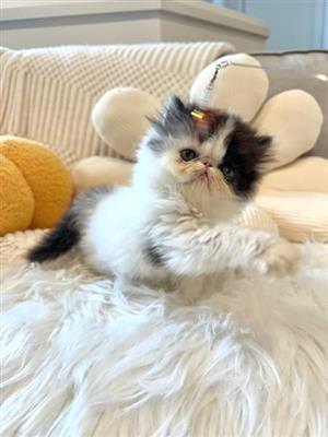 Pedigreed Persian & Exotic Shorthair Kittens 