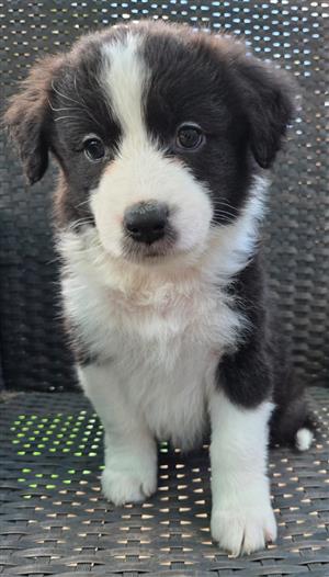 Australian Shepherd puppies 