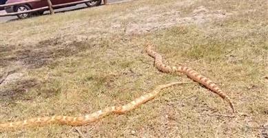 2 Adult Corn snakes with Custom Enclosure 