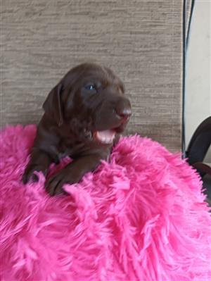 German shorthaired pointers ready for booking