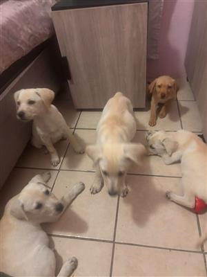 Labrador puppies 