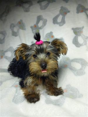 Yorkie Puppies