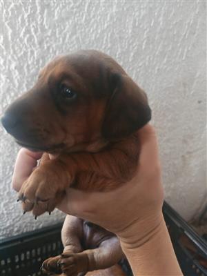 Male Sheded Red Dachshund 