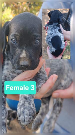 German Shorthaired Pointer Puppies for Sale!