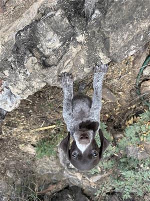 German Shorthaired Pointer Puppies 