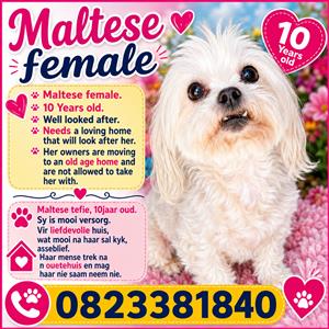 Maltese female