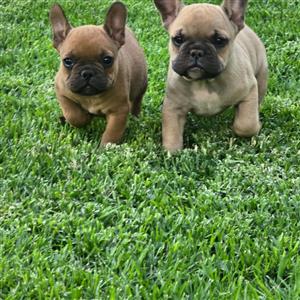 Beautiful French bulldog puppies available
