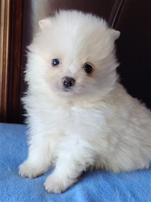 Pomeranian males available 