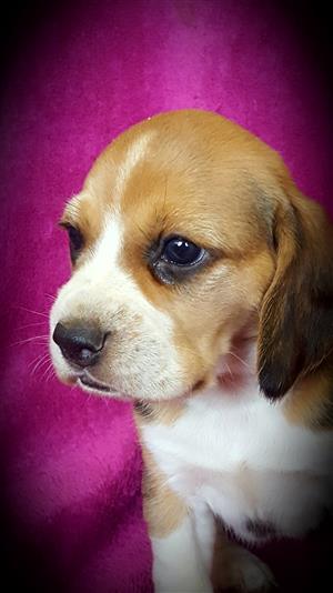 Kusa registered beagle puppies for sale 