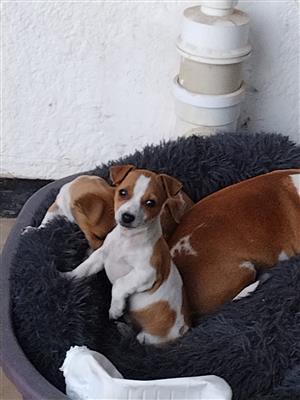 Jack Russell Puppies