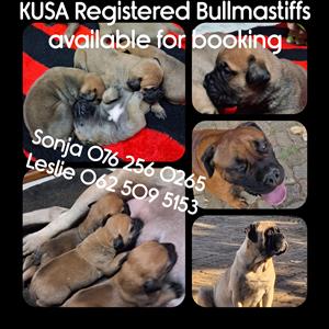 Bullmastiff puppy's ready for reservation 