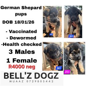 German shepherd puppies