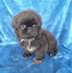 SHIH TZU PUPPIES FOR SALE
