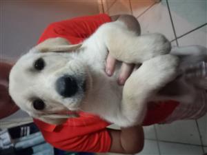 Beautiful Labrador x retriever pups for sale.