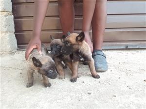 Belgian Malinois puppies available 