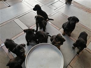 10 Labrador puppies for sale 