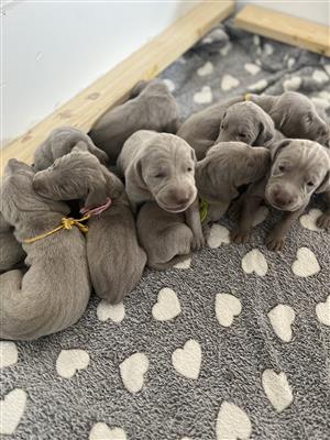 Purebred Weimaraner puppies for sale
