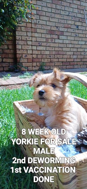 I AM NOT A BREEDER.- YORKIES FOR SALE.  2nd Deworming & 1st Vaccination Done.