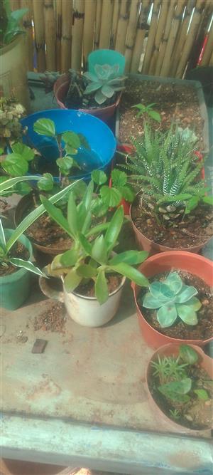 Succulents and cacti for sale