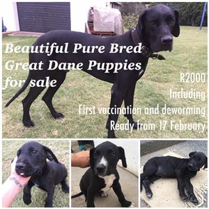 Great Dane In Dogs And Puppies In Gauteng Junk Mail